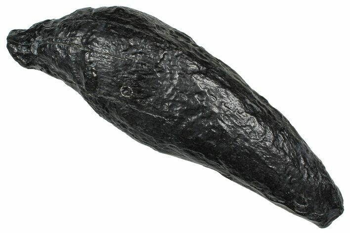 Fossil Sperm Whale (Scaldicetus) Tooth - South Carolina #374155